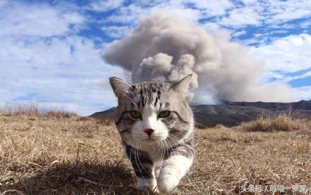 萌猫导航:猫会认路吗？怎么从几里路外自己回来了？