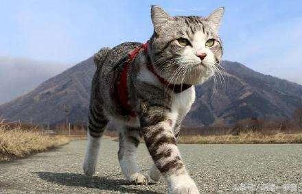 萌猫导航:猫会认路吗？怎么从几里路外自己回来了？