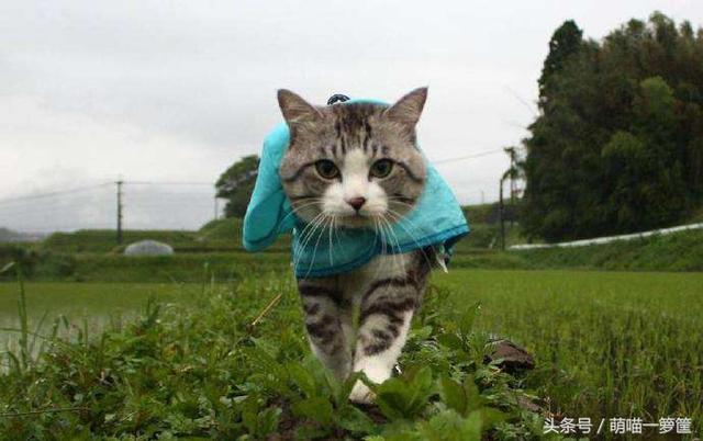 萌猫导航:猫会认路吗？怎么从几里路外自己回来了？