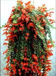 盆景植物金鱼草怎么养:金鱼花怎么不长不开花怎么办？