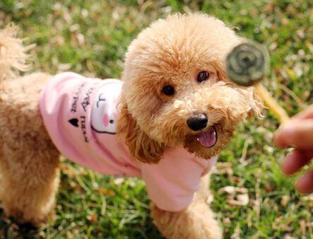 泰迪犬吃什么:泰迪犬有什么不能吃的食物吗？ 泰迪犬吃什么能让毛发亮丽好看