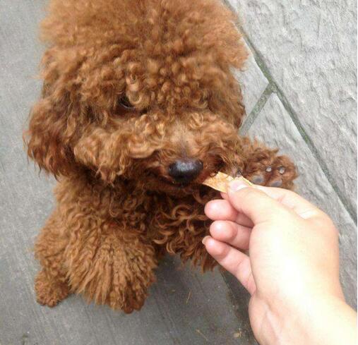 泰迪犬吃什么:泰迪犬有什么不能吃的食物吗？ 泰迪犬吃什么能让毛发亮丽好看