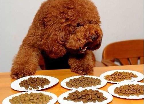 泰迪犬吃什么:泰迪犬有什么不能吃的食物吗？ 泰迪犬吃什么能让毛发亮丽好看