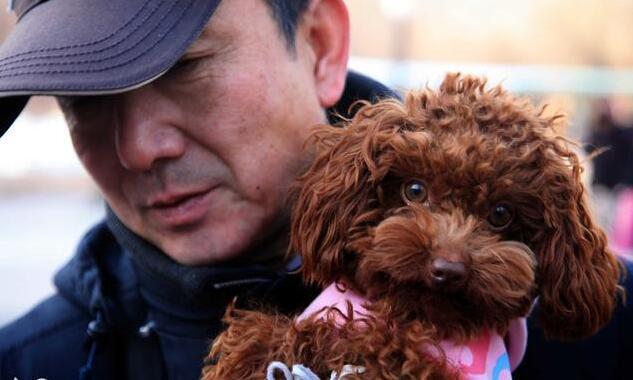 泰迪犬吃什么:泰迪犬有什么不能吃的食物吗？ 泰迪犬吃什么能让毛发亮丽好看