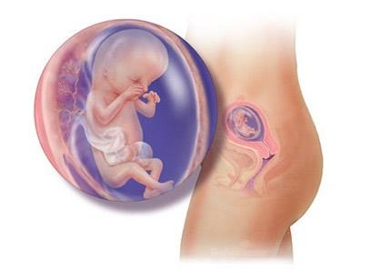 育龄期什么意思，生理性卵巢囊肿是什么意思？