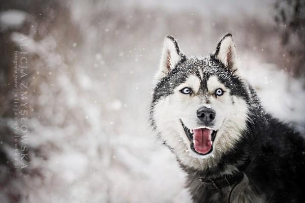 苏俄猎狼犬专卖:体味很大、很臭的狗狗有哪些？ 苏俄猎狼犬图片