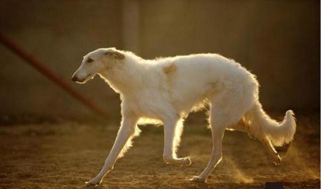俄罗斯狼犬:俄罗斯的本土犬种有哪些？