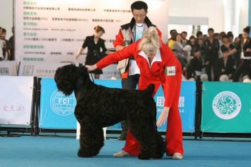 俄罗斯狼犬:俄罗斯的本土犬种有哪些？