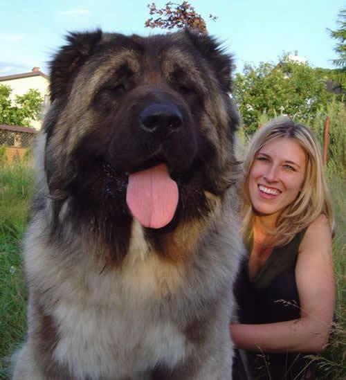 俄罗斯狼犬:俄罗斯的本土犬种有哪些？