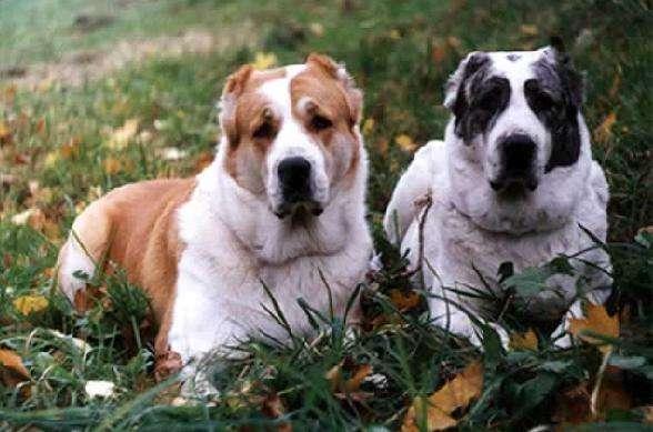 俄罗斯狼犬:俄罗斯的本土犬种有哪些？