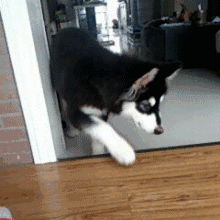 评雪地灵犬3:养阿拉斯加雪橇犬是种怎样的体验？