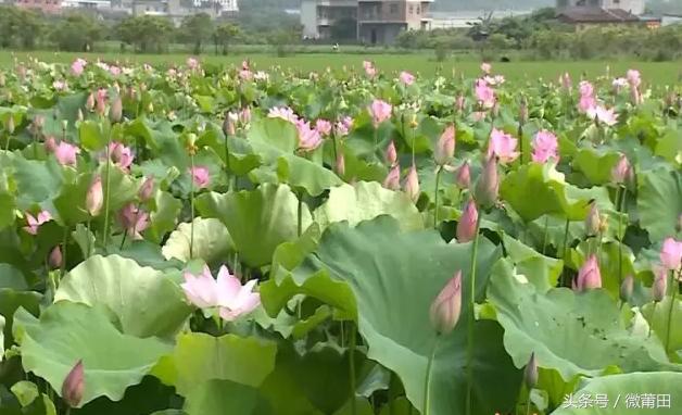 蒲田市属于哪个省，最近要去福建玩，想问一下莆田市有什么景点推荐