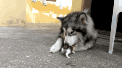 评雪地灵犬3:养阿拉斯加雪橇犬是种怎样的体验？