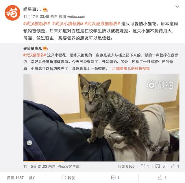 头条问答 住在五楼可以养猫吗 有住楼房养猫的吗 感觉怎样 48个回答