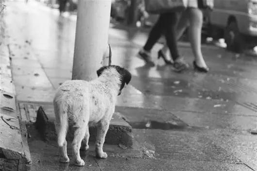 关于流浪狗和流浪猫感悟:你们在路上看到流浪猫、狗时会选择无视还是帮助？
