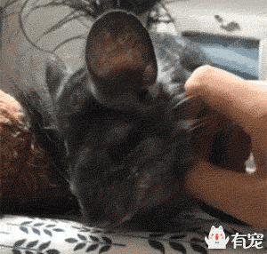 2021年霸王角蛙寿命有多长:龙猫好养吗，有啥优缺点？