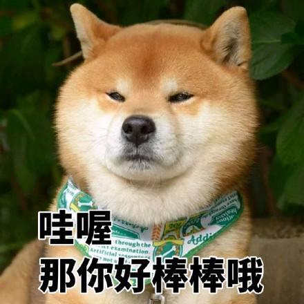 史上最忧郁的狗狗:泰迪犬因为环境改变得了抑郁症怎么办？