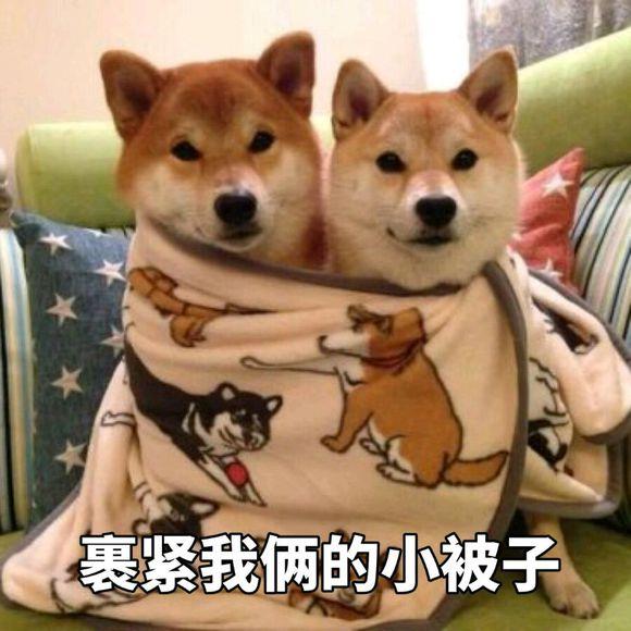 史上最忧郁的狗狗:泰迪犬因为环境改变得了抑郁症怎么办？