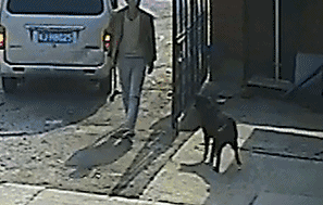 狗人杂交过程无广告弹窗:养狗以后，你最怕遇到哪种人？