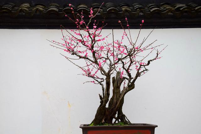 细叶铁线蕨原变种:适合冬天养的盆栽有哪些？