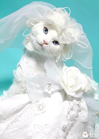 宠物服装:给宠物猫狗穿衣服到底御寒吗？