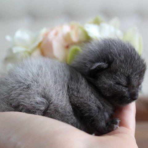 犬俊介君高清:过年带宠物回家，被父母嫌弃了，该怎么办？