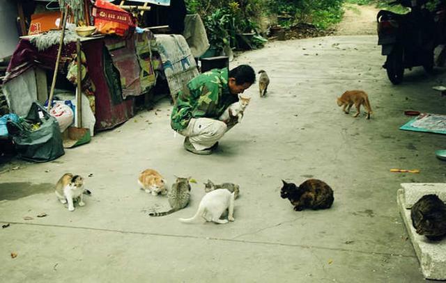 女孩收养流浪猫狗感染险丧命:期喂养流浪猫狗，咬伤人的话要赔偿吗？