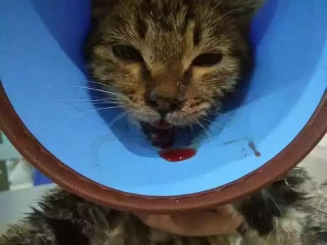 微波炉虐猫事件:山东理工虐猫大学生被退学，合法合规吗
