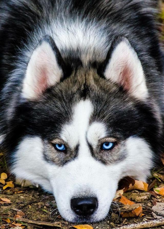 哈士奇和杜宾犬打架谁会赢呢:哈士奇智商真的很低吗？为什么老是被黑智商低？