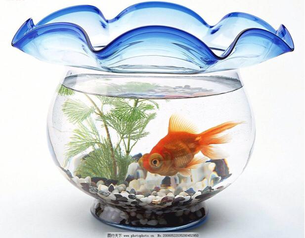 宠物鱼缸:想养宠物热带鱼，家里空间有限，水族箱如何安置？