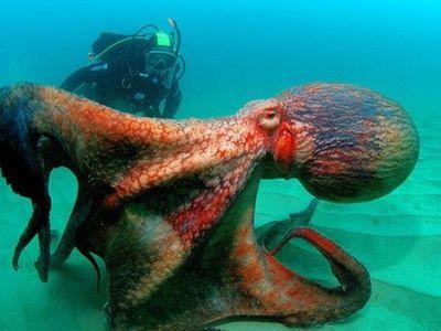 挪威海怪:挪威海怪、史前大章鱼和大王乌贼相互PK，哪个更厉害？
