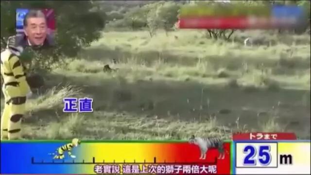 世界上体型最大的猫科动物是:老虎和狮子到底谁是最大猫科动物？