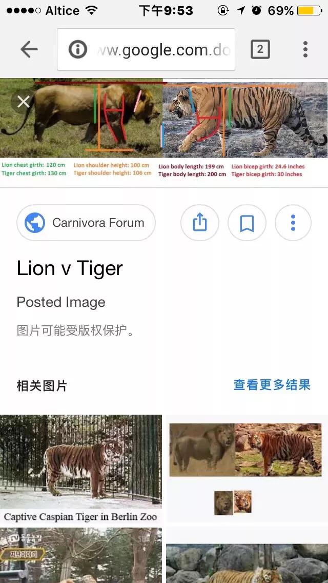 世界上体型最大的猫科动物是:老虎和狮子到底谁是最大猫科动物？