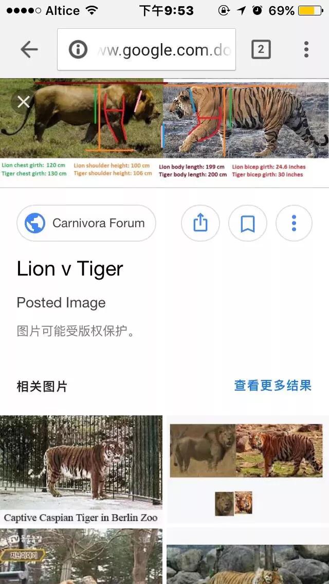 陆地上最大的猫科动物:猫科猛兽的实力是怎么排行的？