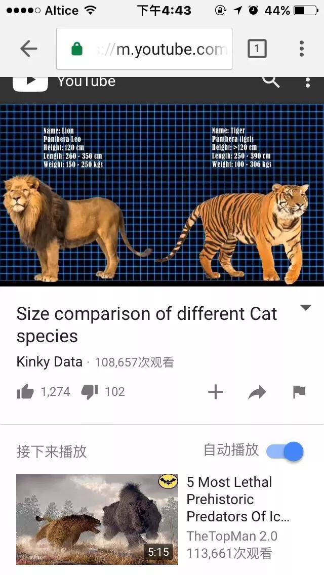 世界上体型最大的猫科动物是:老虎和狮子到底谁是最大猫科动物？