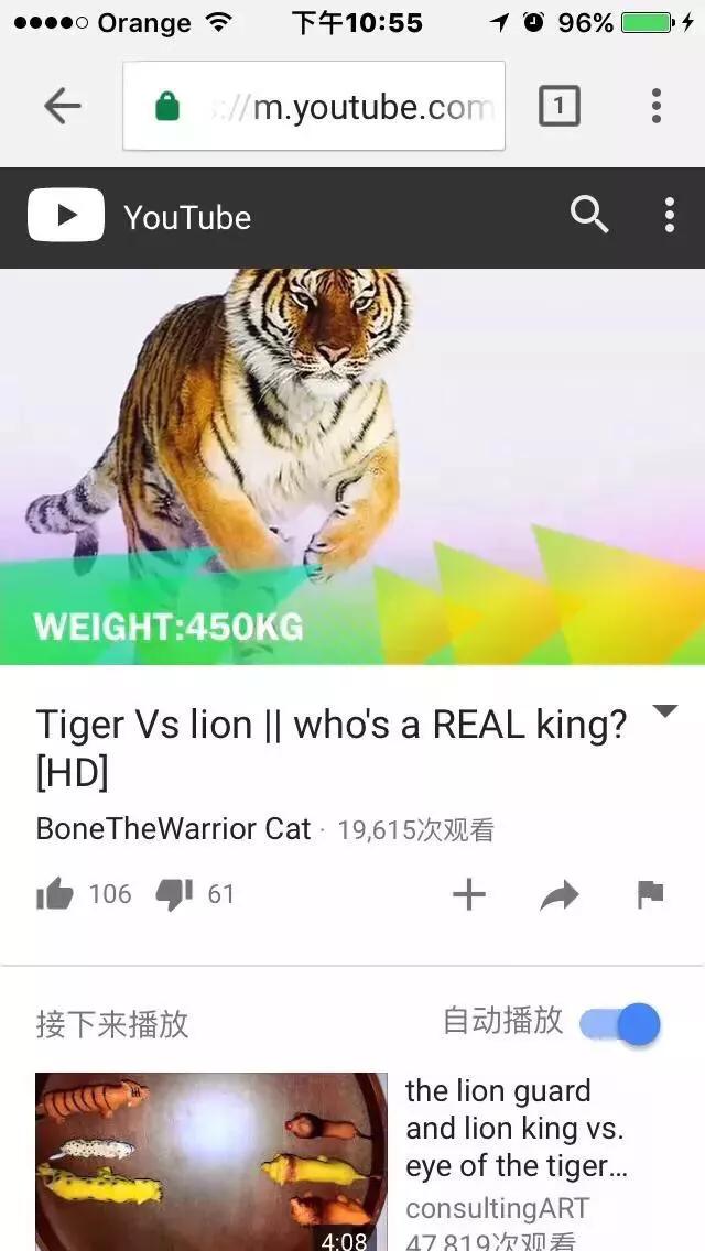 世界上体型最大的猫科动物是:老虎和狮子到底谁是最大猫科动物？