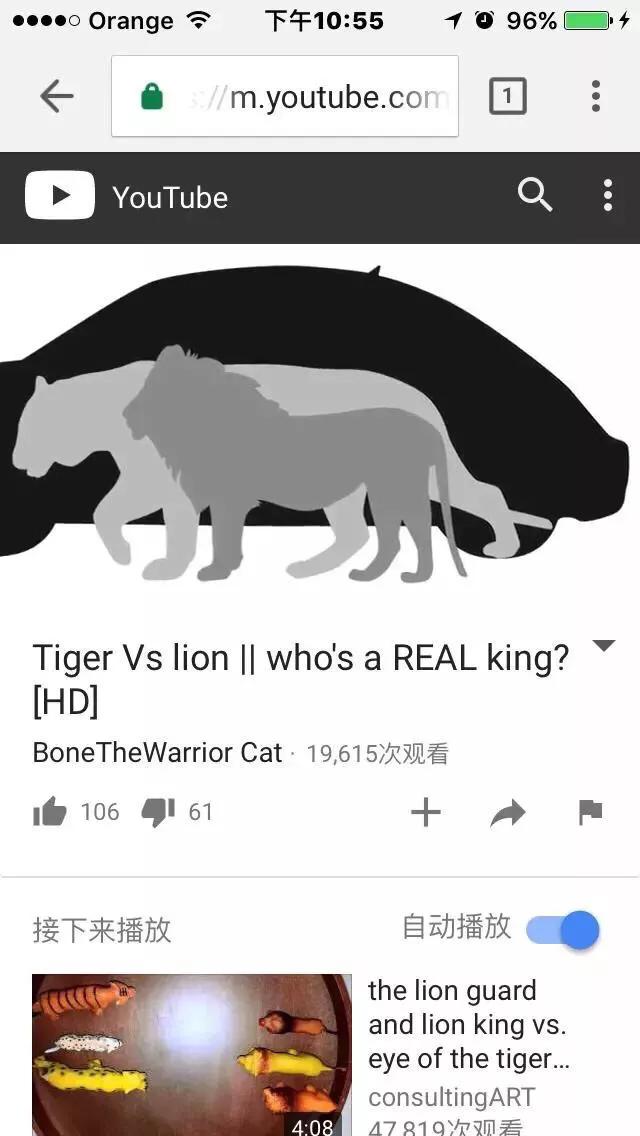 世界上体型最大的猫科动物是:老虎和狮子到底谁是最大猫科动物？