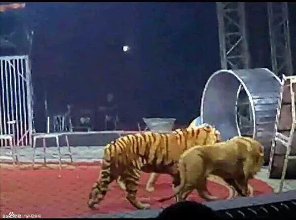 世界上体型最大的猫科动物是:老虎和狮子到底谁是最大猫科动物？
