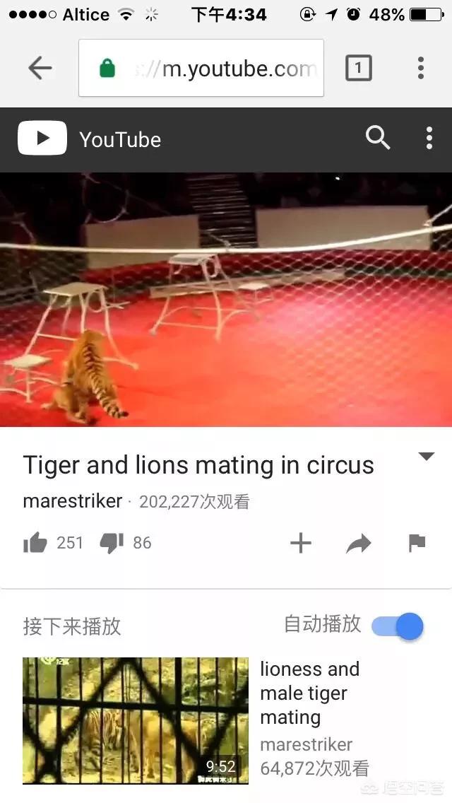 世界上体型最大的猫科动物是:老虎和狮子到底谁是最大猫科动物？