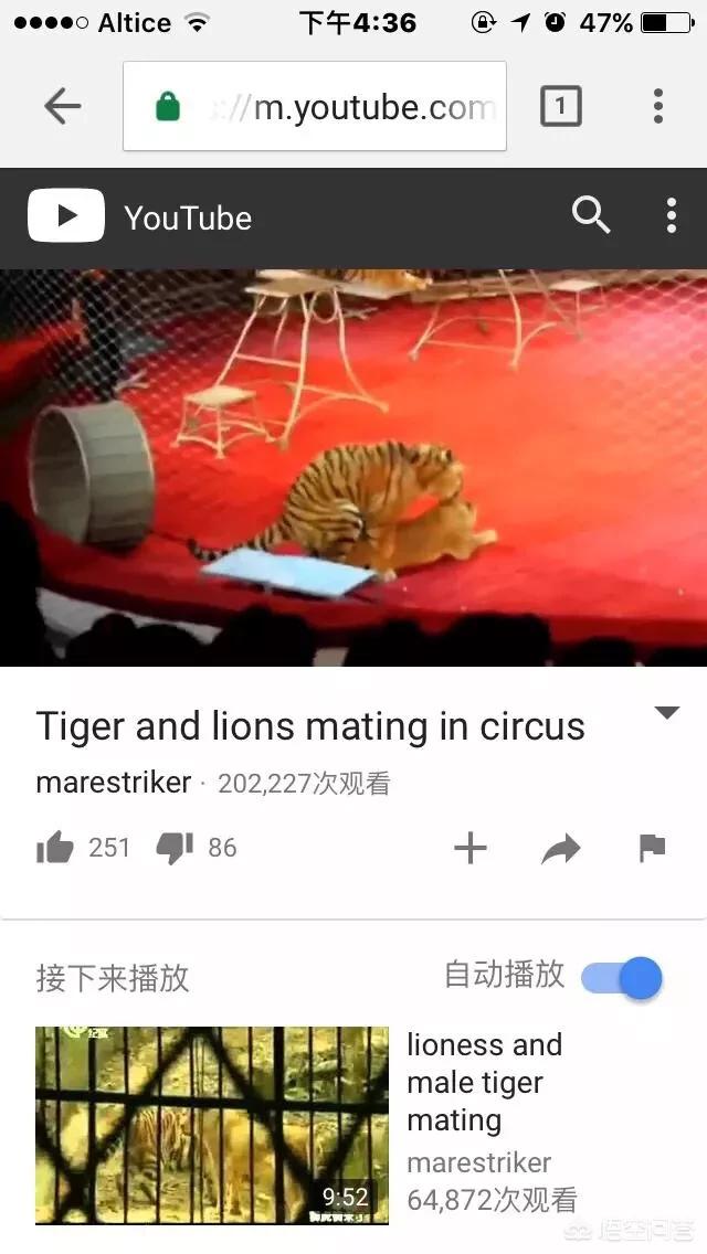 世界上体型最大的猫科动物是:老虎和狮子到底谁是最大猫科动物？