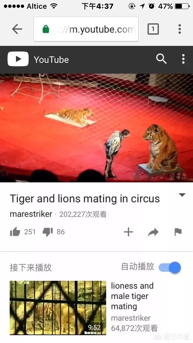 世界上体型最大的猫科动物是:老虎和狮子到底谁是最大猫科动物？