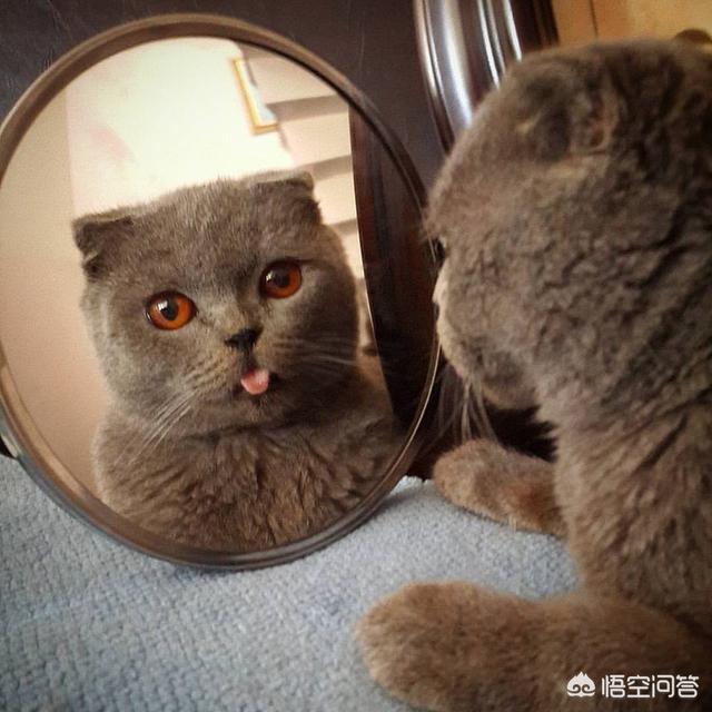 可爱猫咪图片:简单又可爱的小猫的图片怎么画？