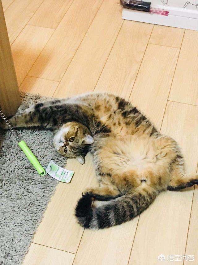 猫图片大全可爱:爱喵人士，可否发一张你们喵主子的可爱照片呢？