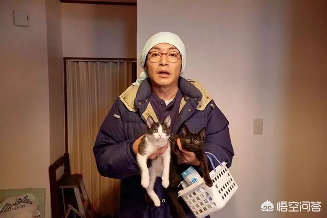 猫咪物语5下载:有没有关于猫的电影的推荐？