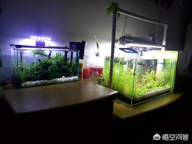 生态鱼缸:生态鱼缸教程 新手想在宿舍弄个迷你缸养鱼，有可能吗？