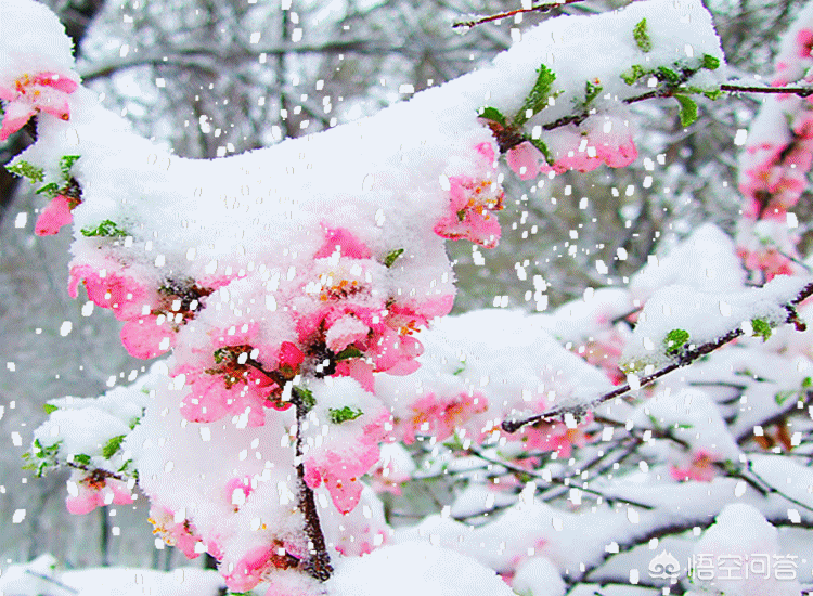 農盼瑞雪兆豐年怎麼對下聯