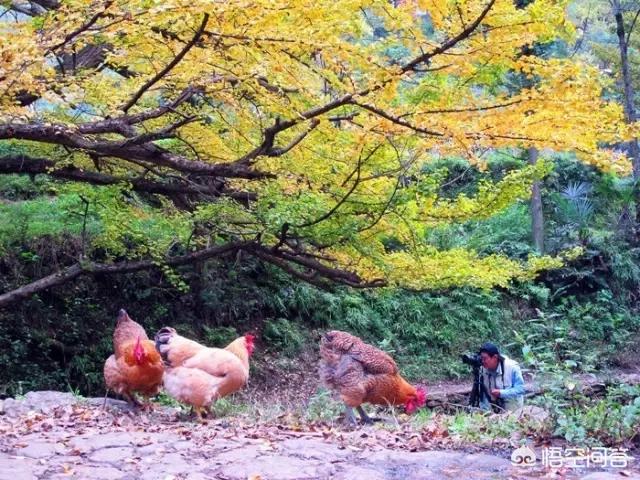 娘娘山海拔,贵州盘州市哪个景区最好玩？
