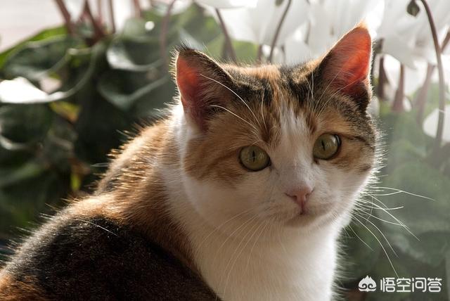 除了猞猁,还有哪些长相呆萌,实则性格凶残的动物？