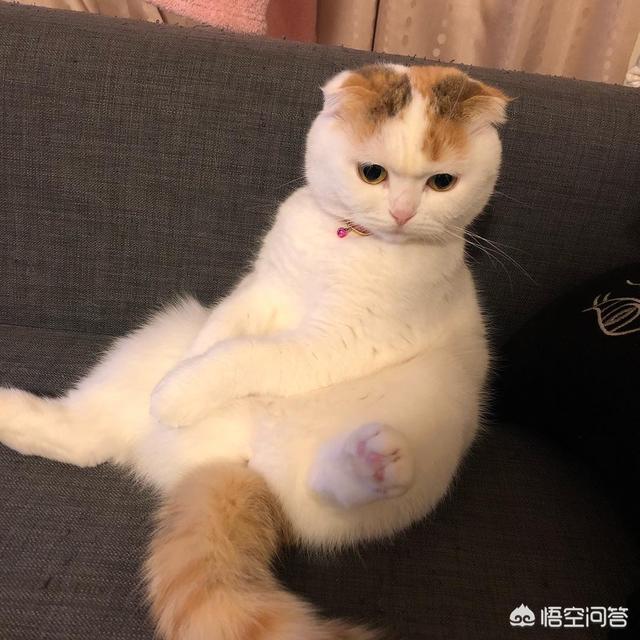 养猫好吗:为什么有些人很喜欢养猫？