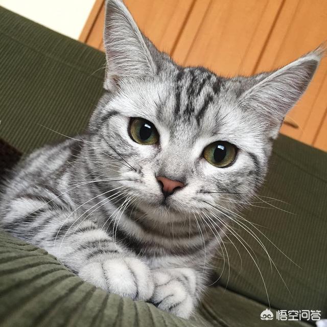 养猫好吗:为什么有些人很喜欢养猫？